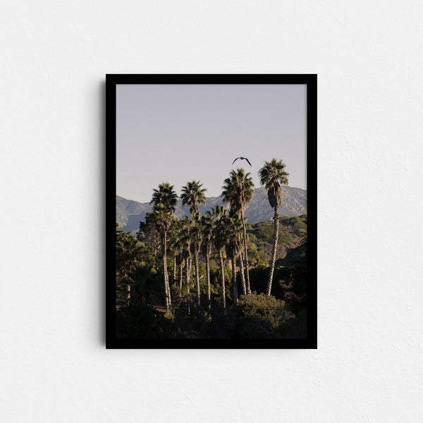 A framed fine art photography print featuring palm trees, blue sky and a seagull in Santa Barbara, California.