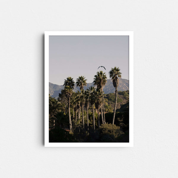 A framed fine art photography print featuring palm trees, blue sky and a seagull in Santa Barbara, California.