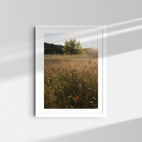 A framed fine art photography print featuring golden light and a big tree in the middle of a golden wheat field in wine country, Sonoma, California.