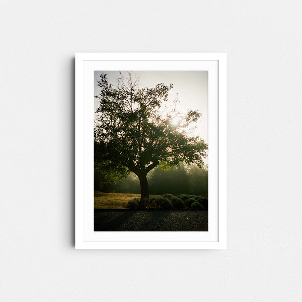 A framed fine art photography print featuring a single tree in the Italian countryside.