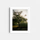 A framed fine art photography print featuring a single tree in the Italian countryside.